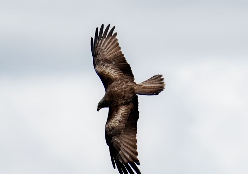 Nibbio bruno (Milvus migrans)