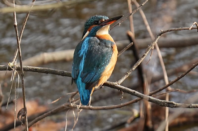 Martin pescatore comune (o europeo) (Alcedo atthis)