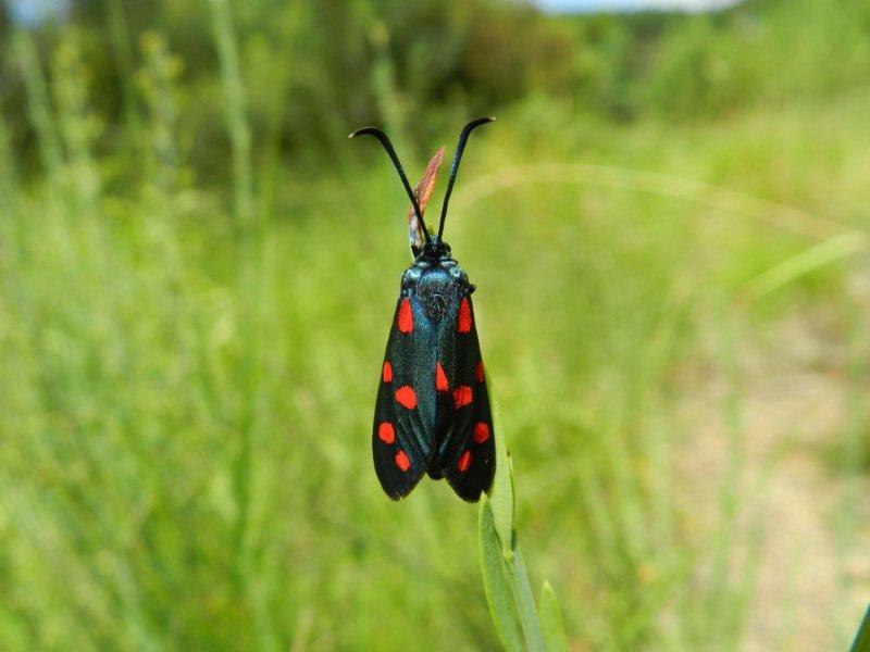 Zygaena (Zygaena) filipendulae? - No, Z.transalpina