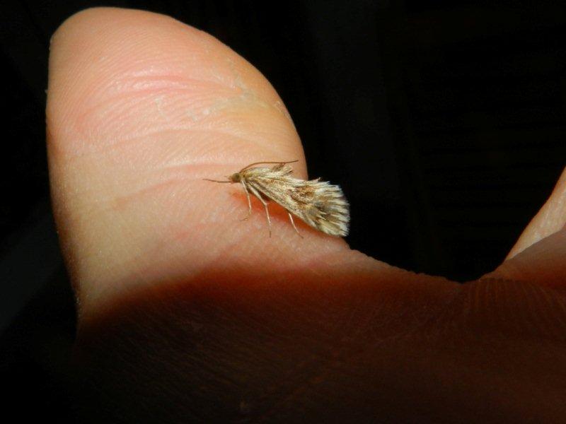 Sempre Linosa....Crambidae:Cynaeda dentalis ? S