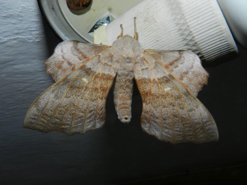 Sphingidae : Laothoe populi (Linnaeus, 1758)