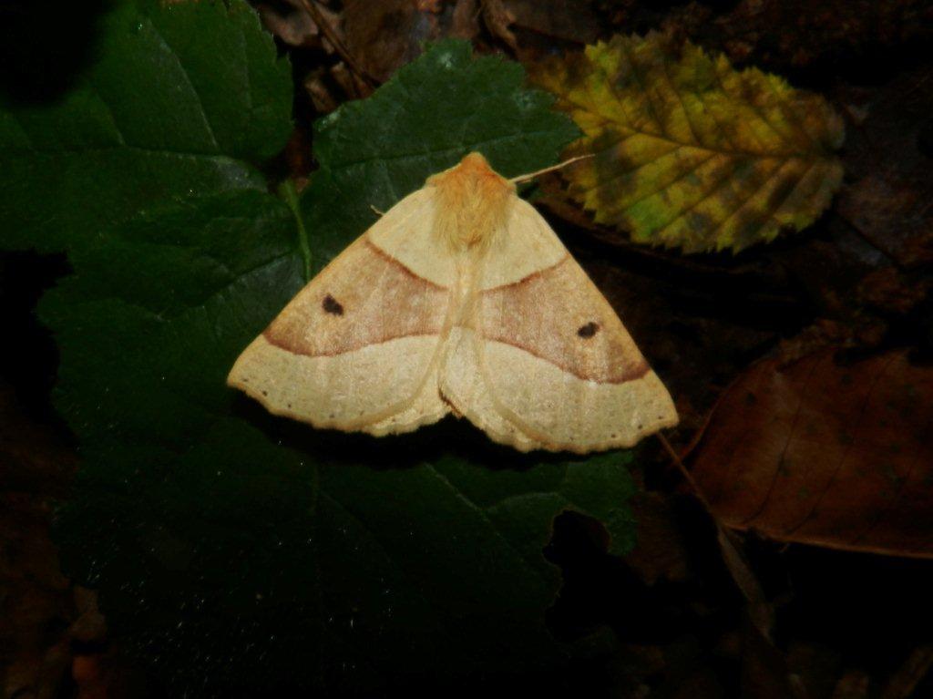 Geometridae :Crocallis elinguaria (Linnaeus, 1758)