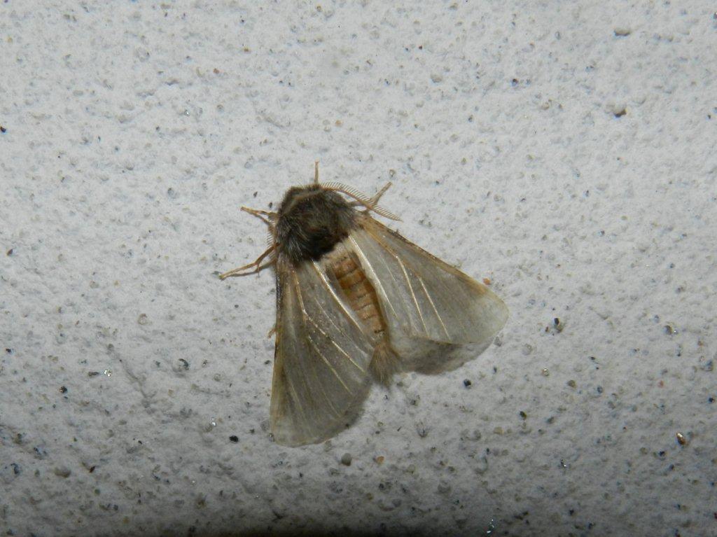 Mythimna ?? No,...indeterminabile (ipotizz. Thaumetopoea sp)