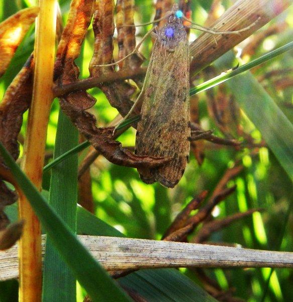 ultima falena genovese... Nomophila noctuella