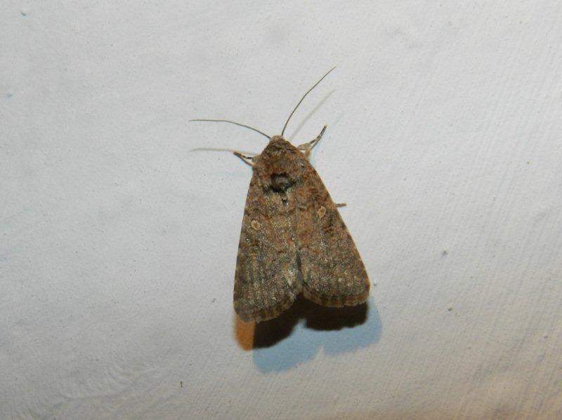 altra falena linosana.. Noctuidae? - S, Spodoptera cilium