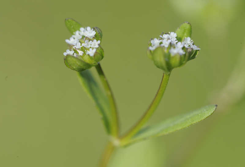 Valerianella sp.