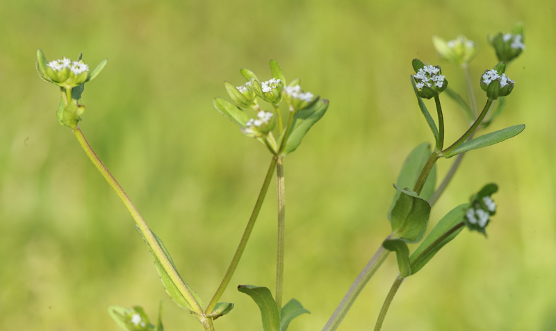 Valerianella sp.