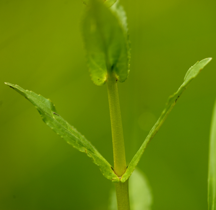 Veronica anagallis-aquatica