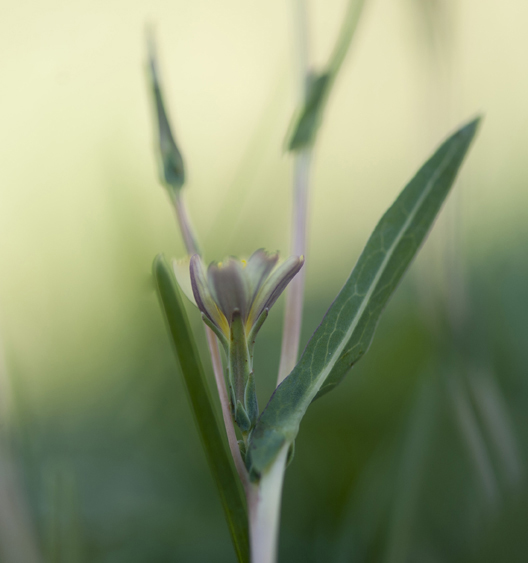 Lactuca saligna / Lattuga saligna