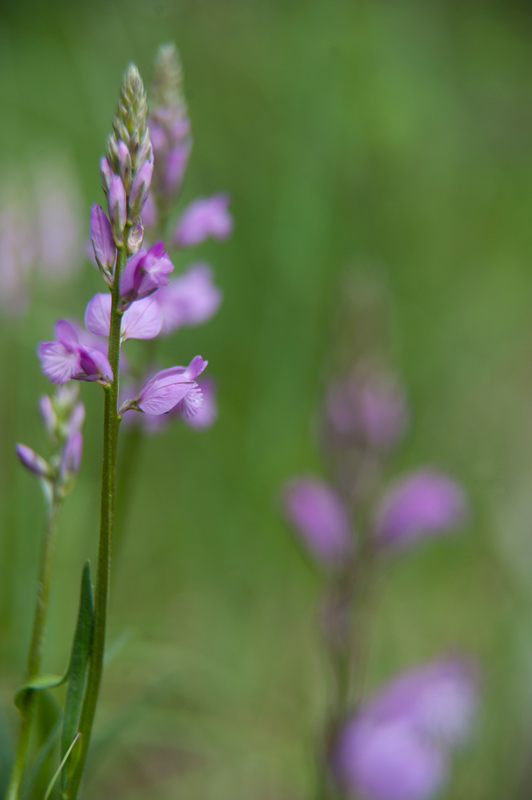 Identificazione - Polygala sp.