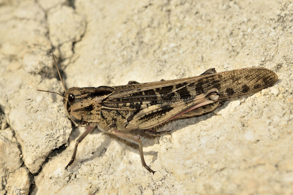 Locusta migratoria cinerascens