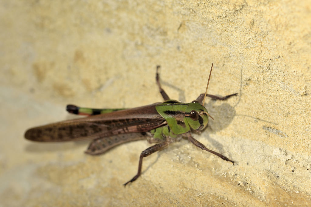 Locusta migratoria cinerascens