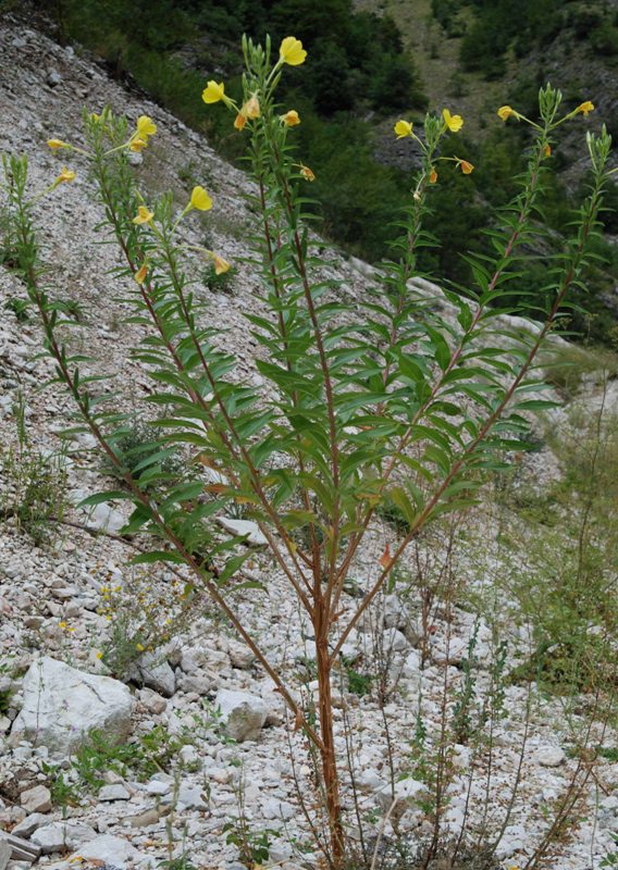 da det - Oenothera sp.