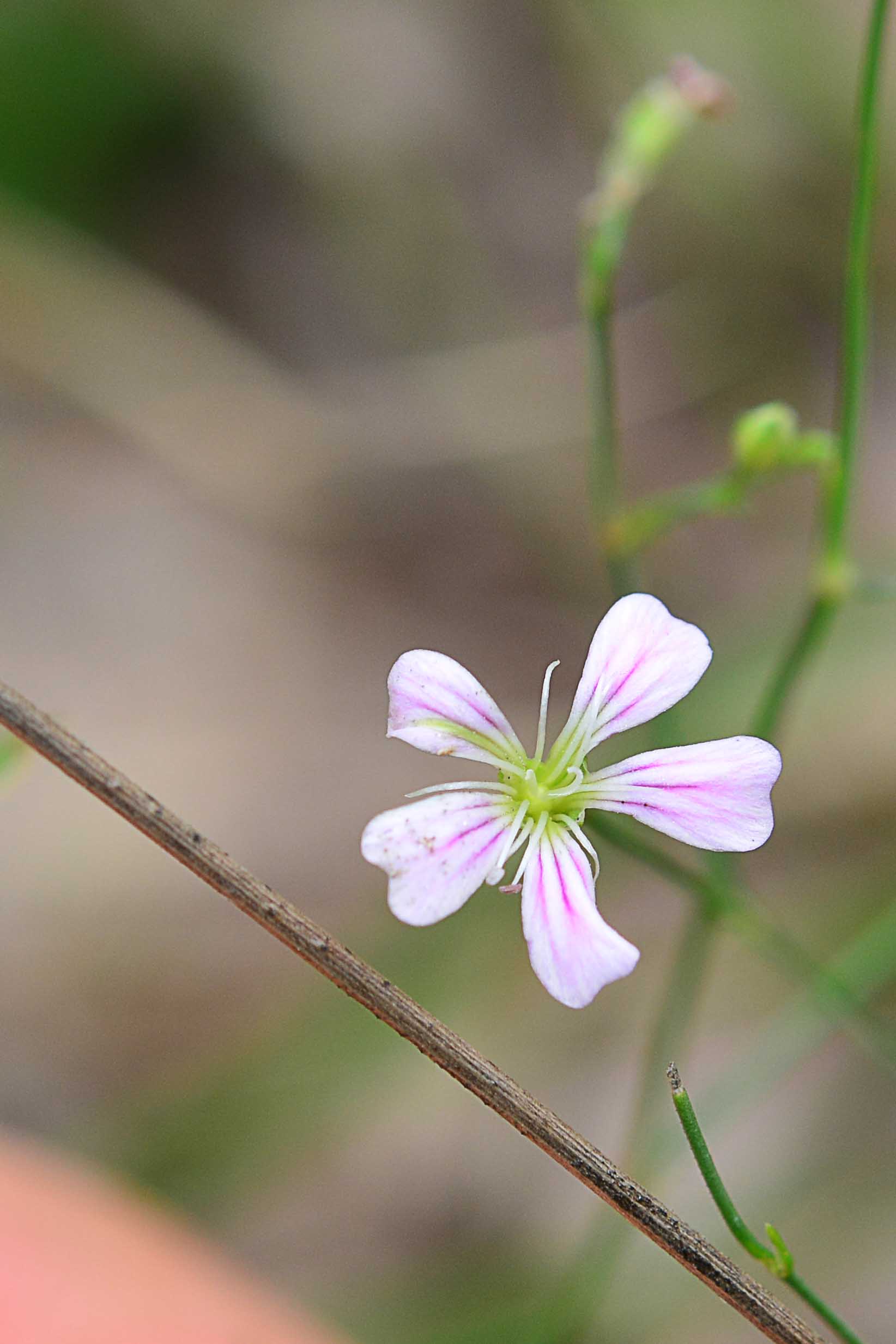 da det - Petrorhagia saxifraga