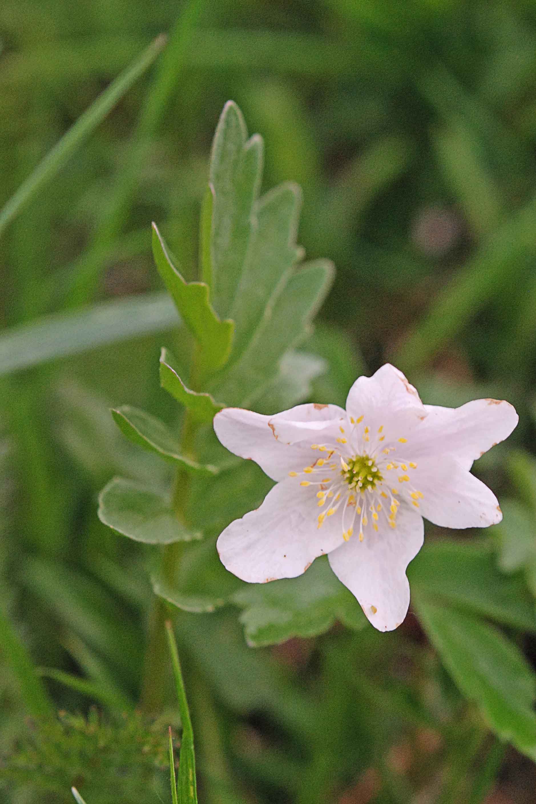 Anemonoides nemorosa