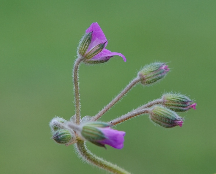 Erodium malacoides