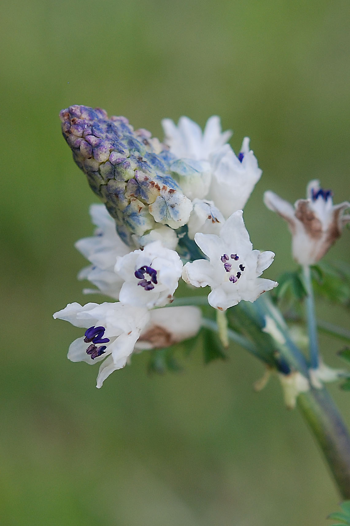 Bellevalia romana