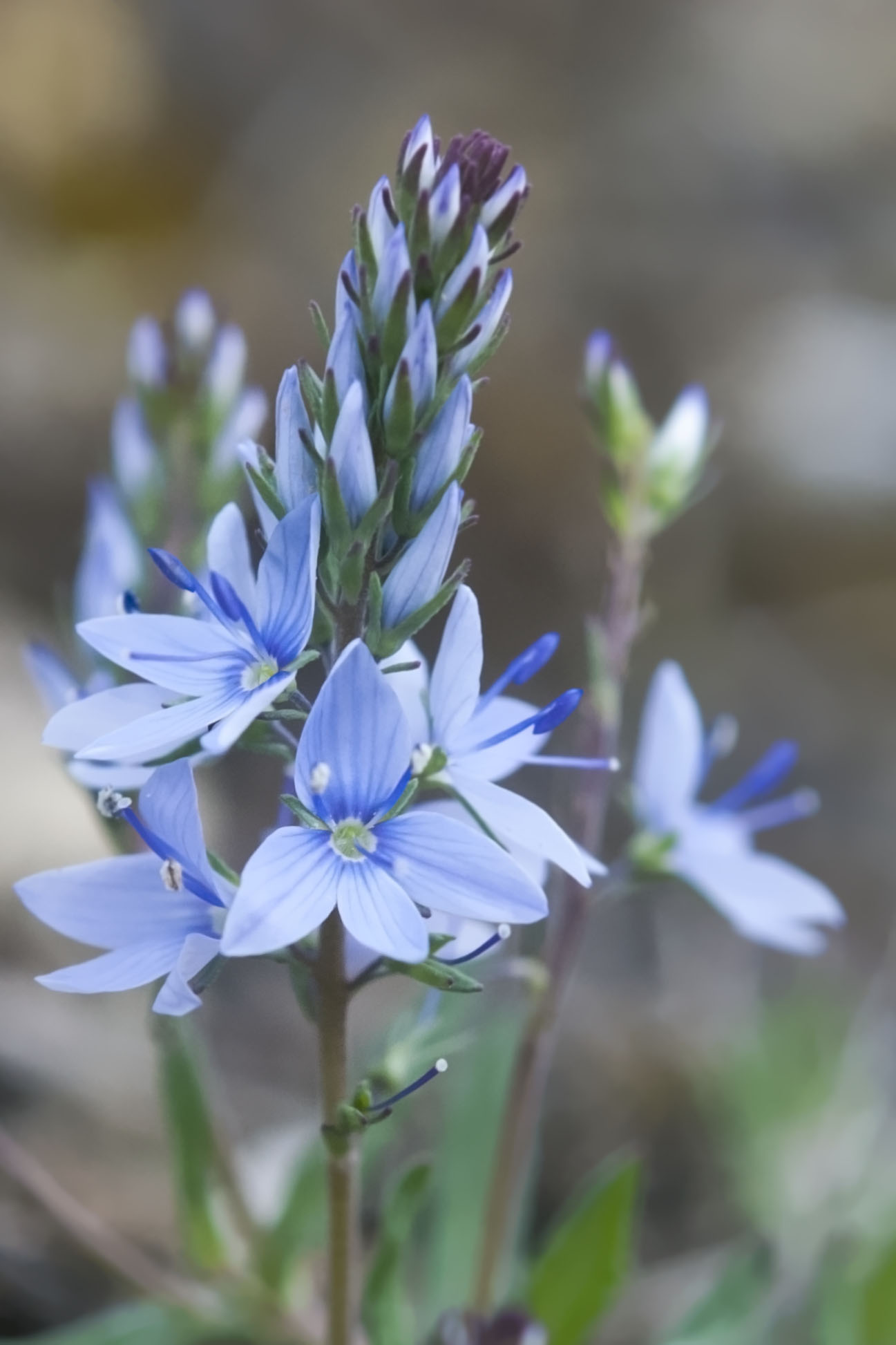 Veronica prostrata