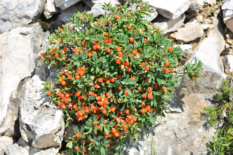 Daphne alpina/oleoides ?