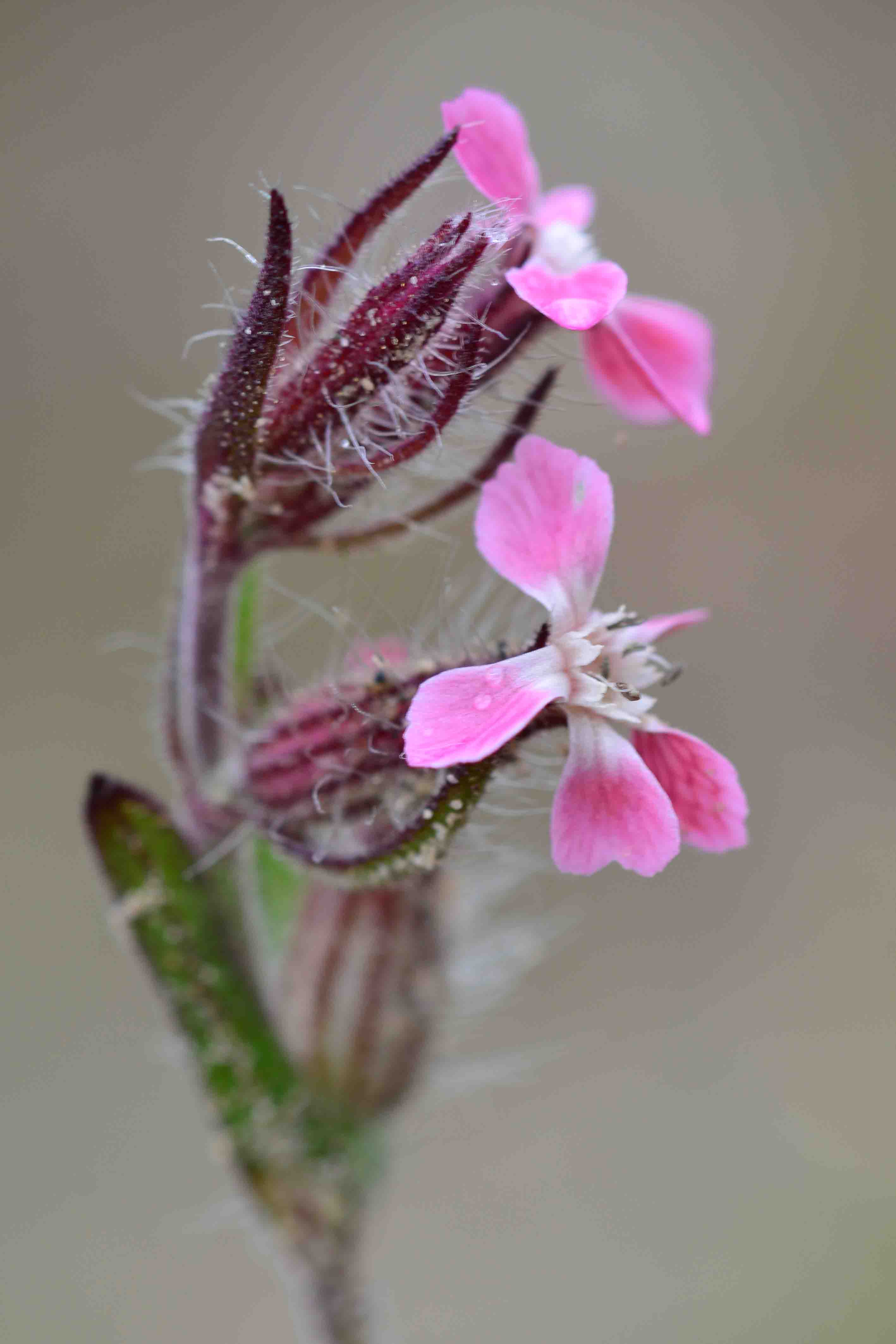 Silene gallica L.