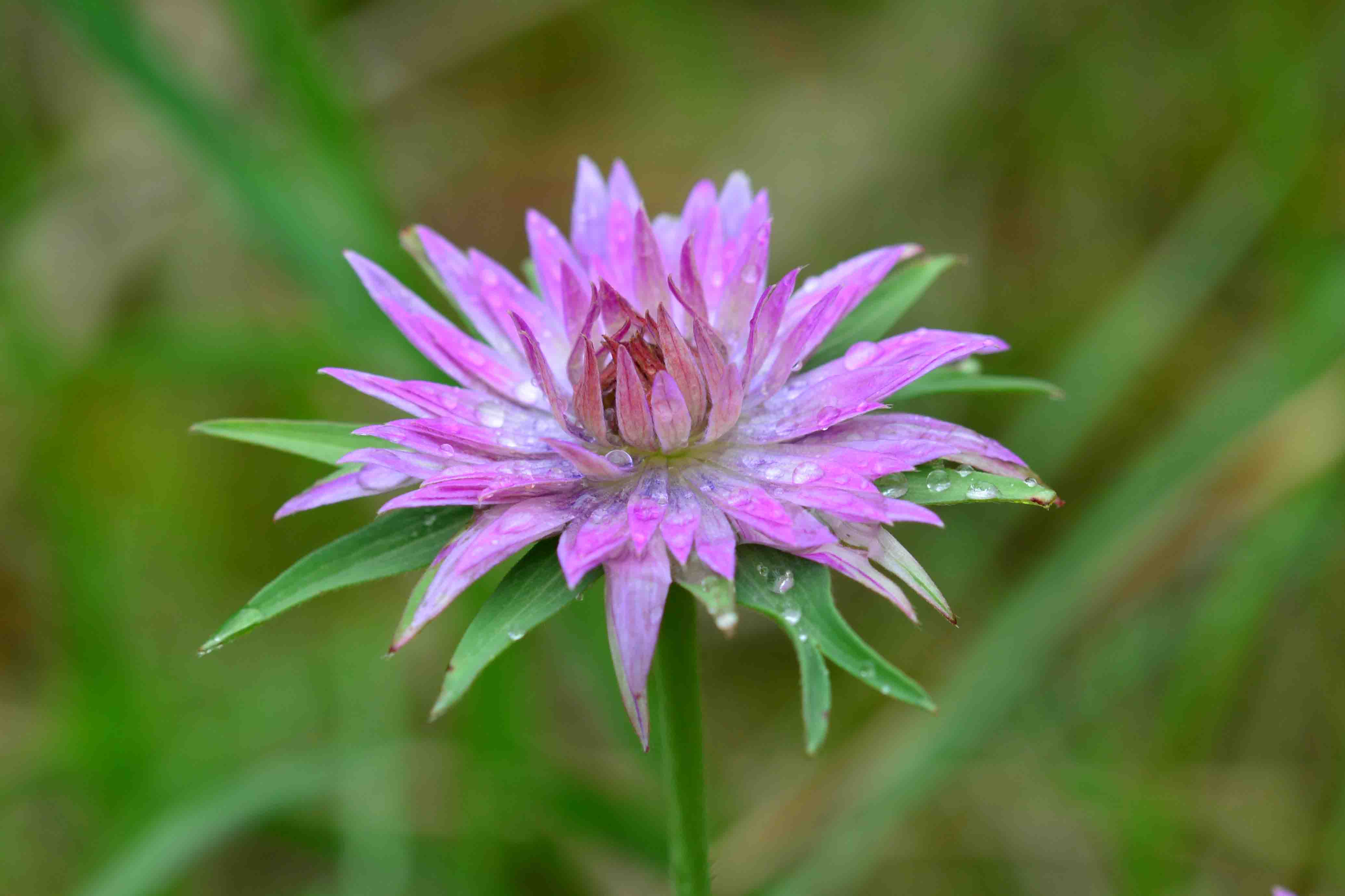 Lusus di Anemone hortensis