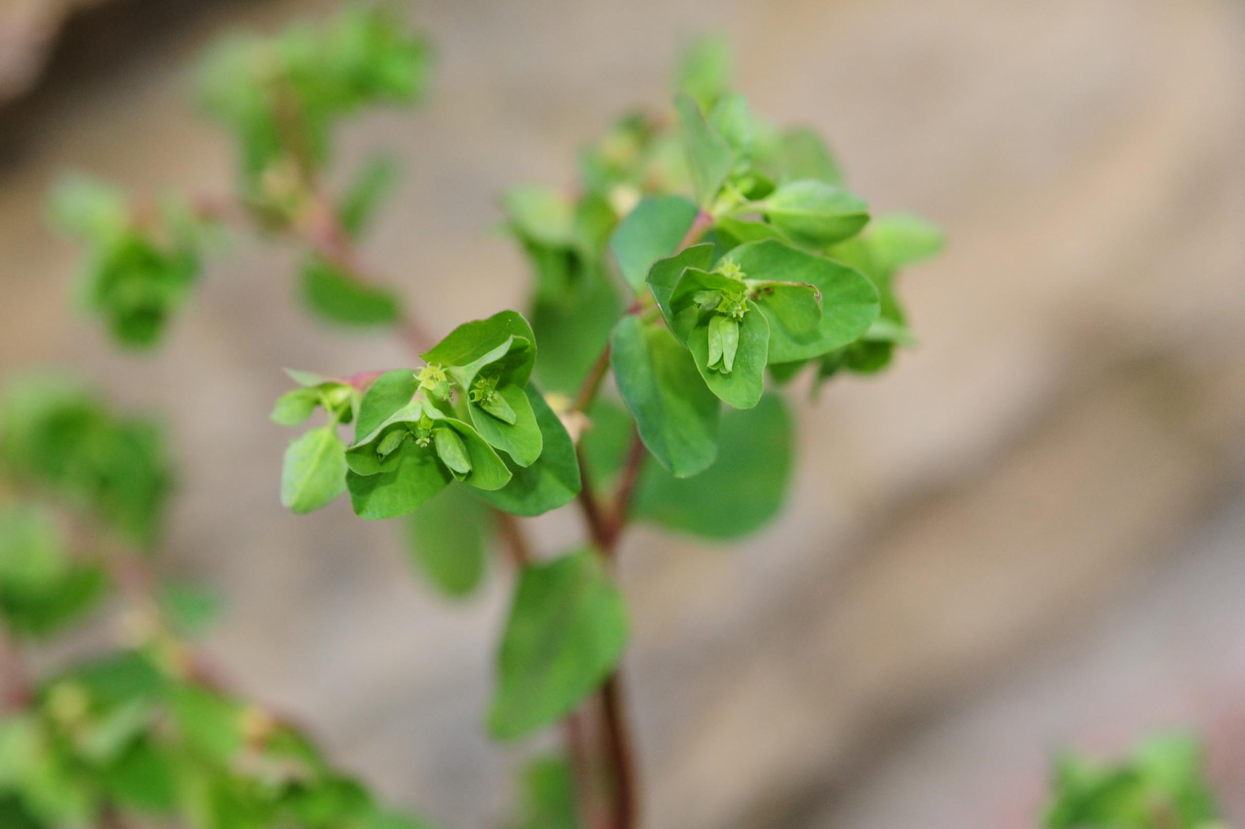 Euphorbia peplus / Euforbia minore