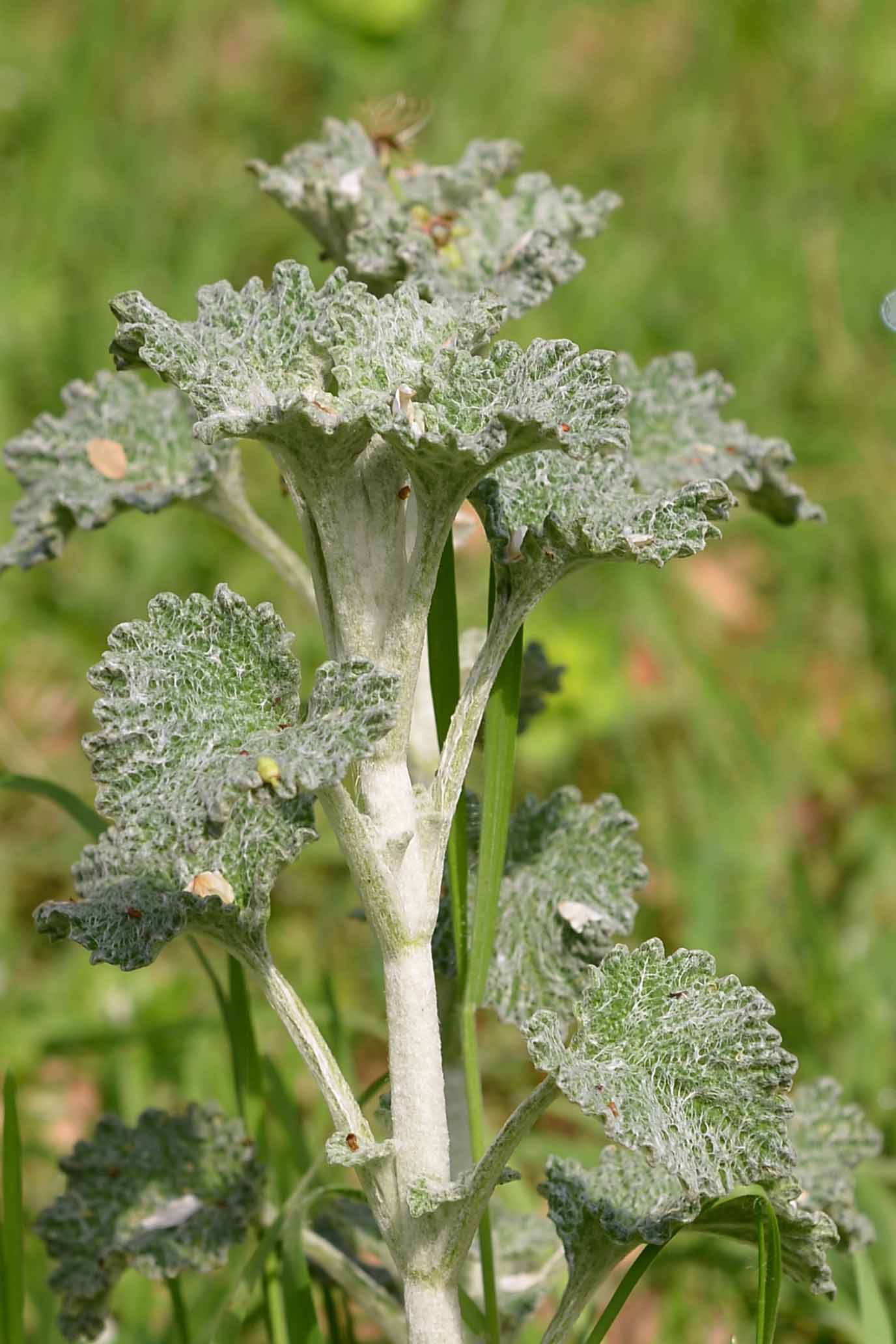 Marrubium vulgare / Marrubio comune