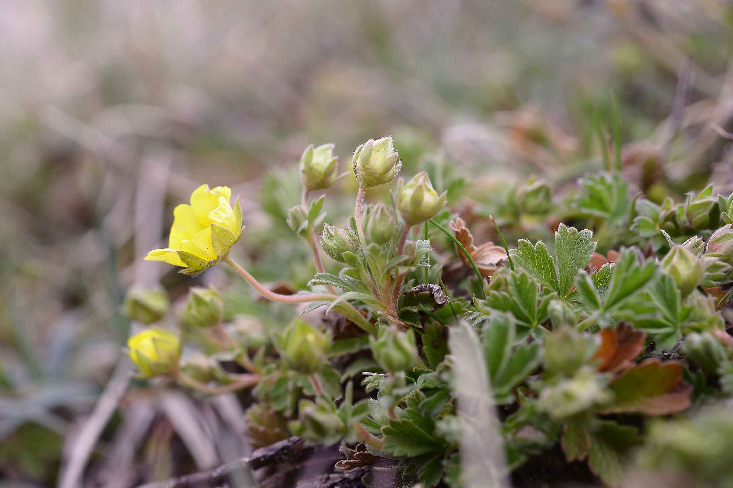 Potentilla incana / Potentilla canuta