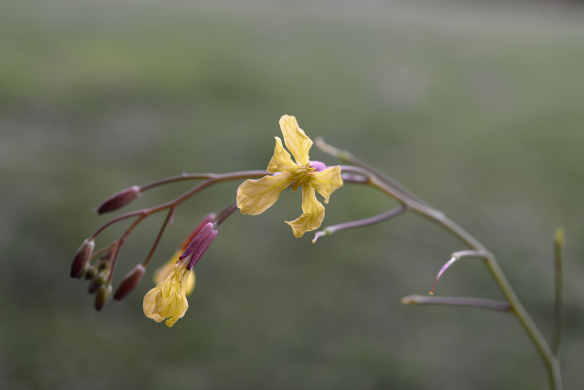 Raphanus raphanistrum subsp. landra