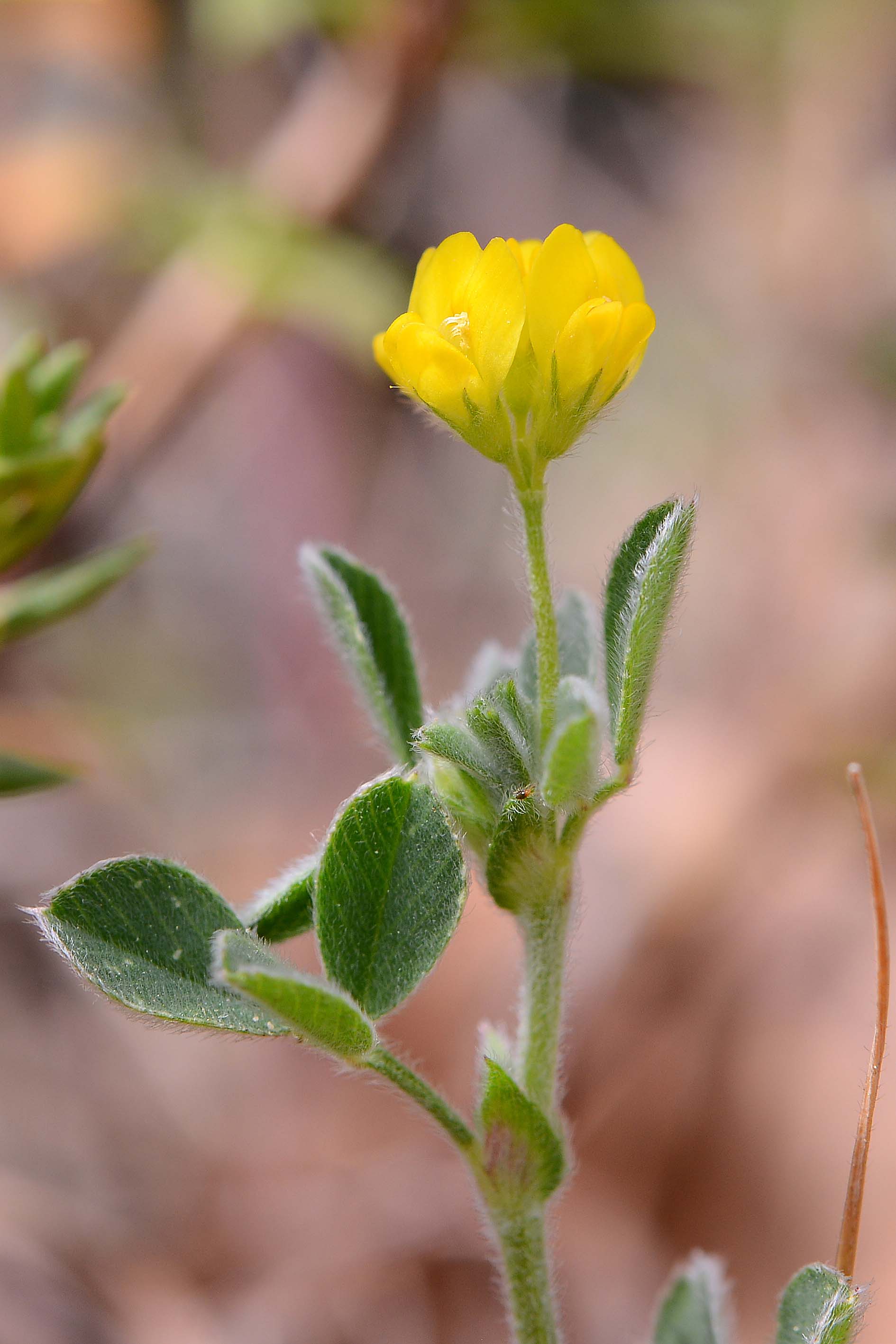 Medicago minima / Erba medica minima