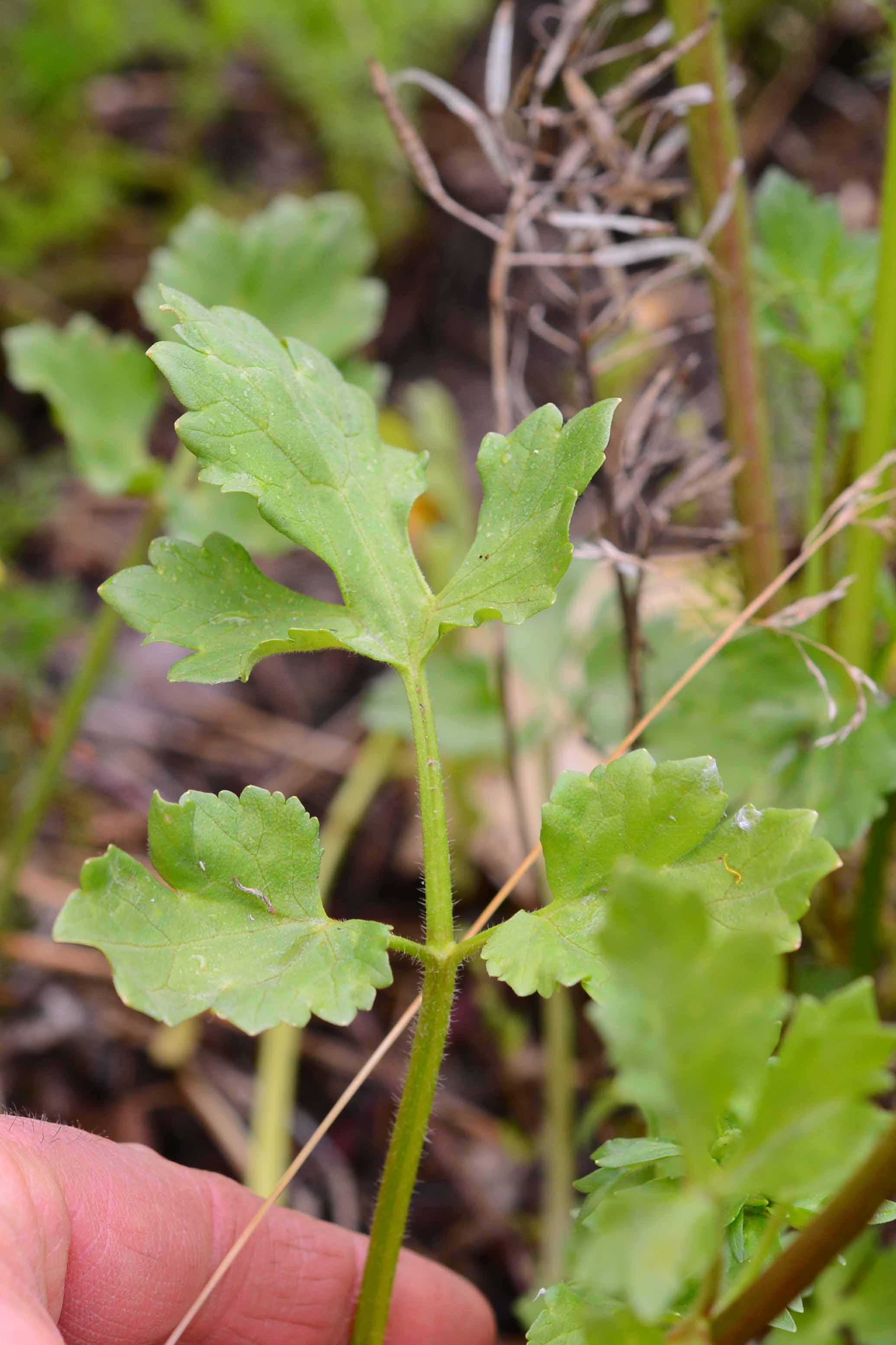 Ranunculus sardous / Ranuncolo sardo