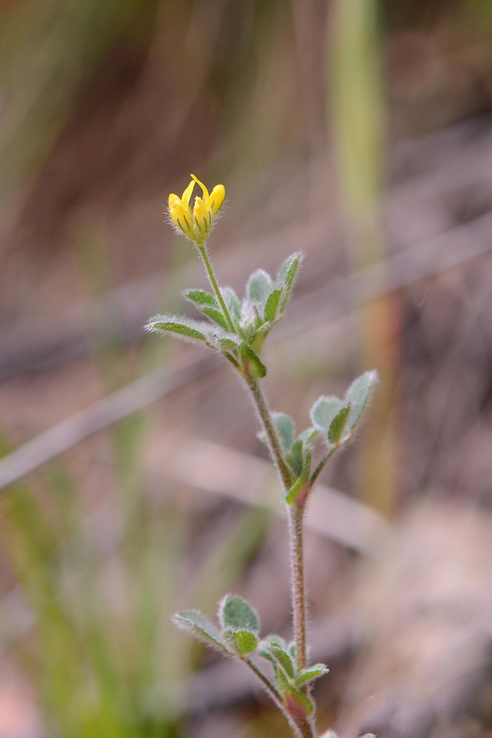 Medicago minima / Erba medica minima