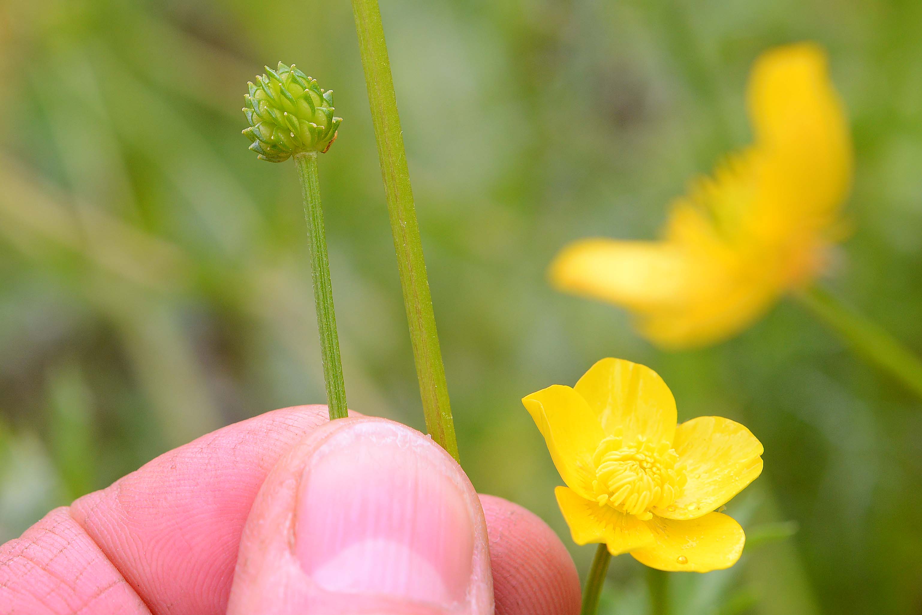 Ranunculus sardous / Ranuncolo sardo