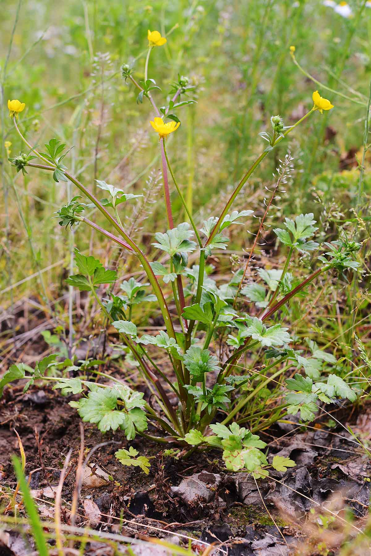 Ranunculus sardous / Ranuncolo sardo