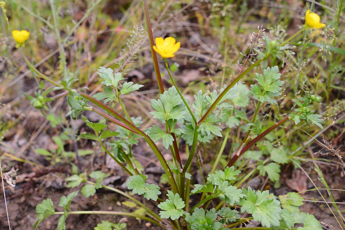 Ranunculus sardous / Ranuncolo sardo