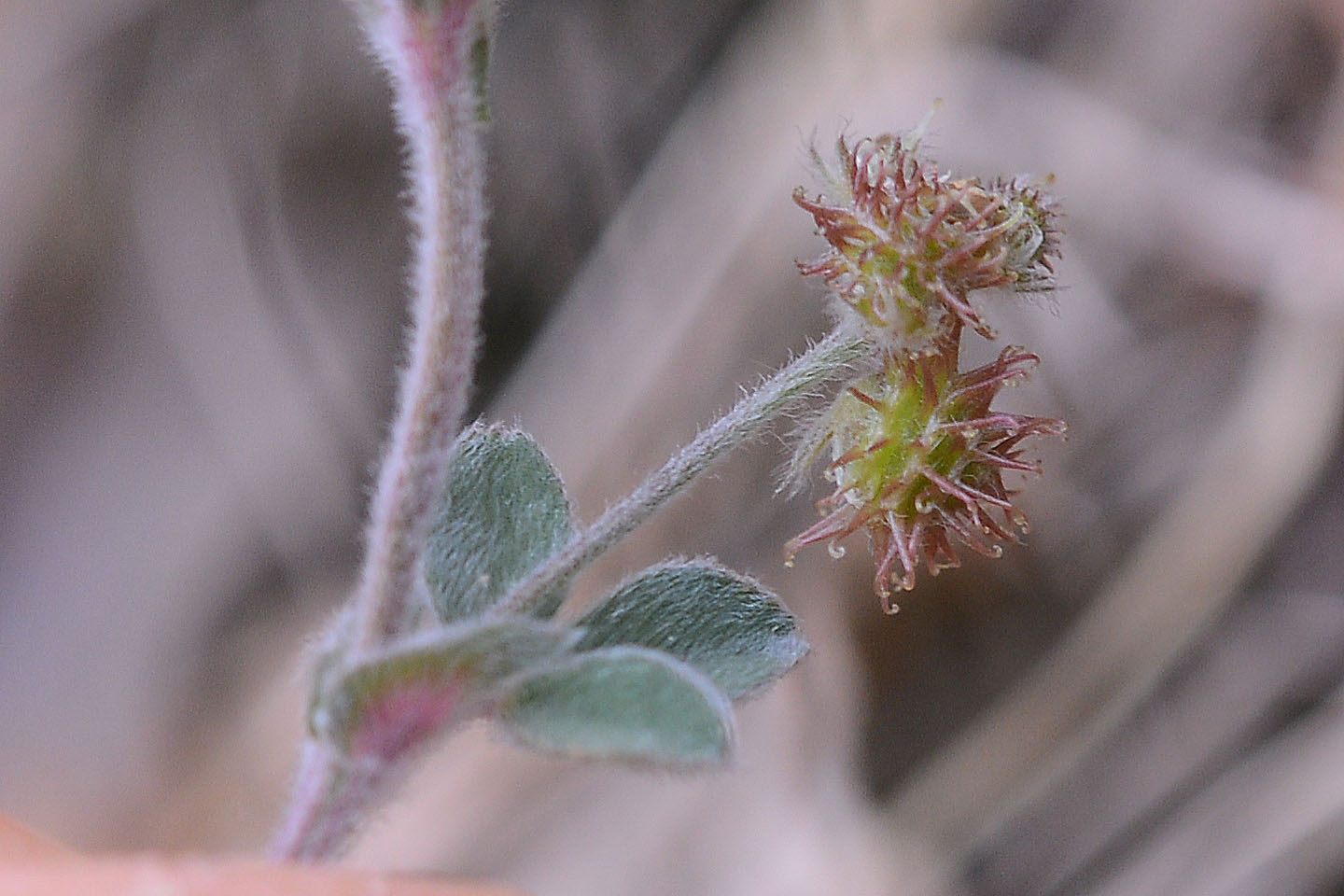 Medicago minima / Erba medica minima