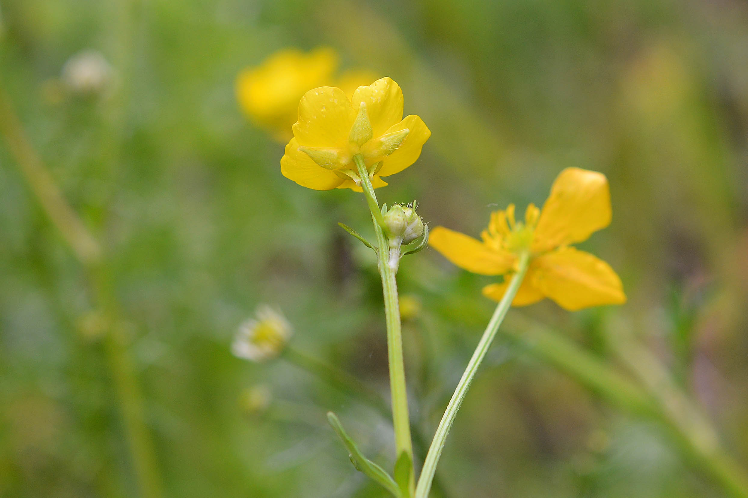 Ranunculus sardous / Ranuncolo sardo