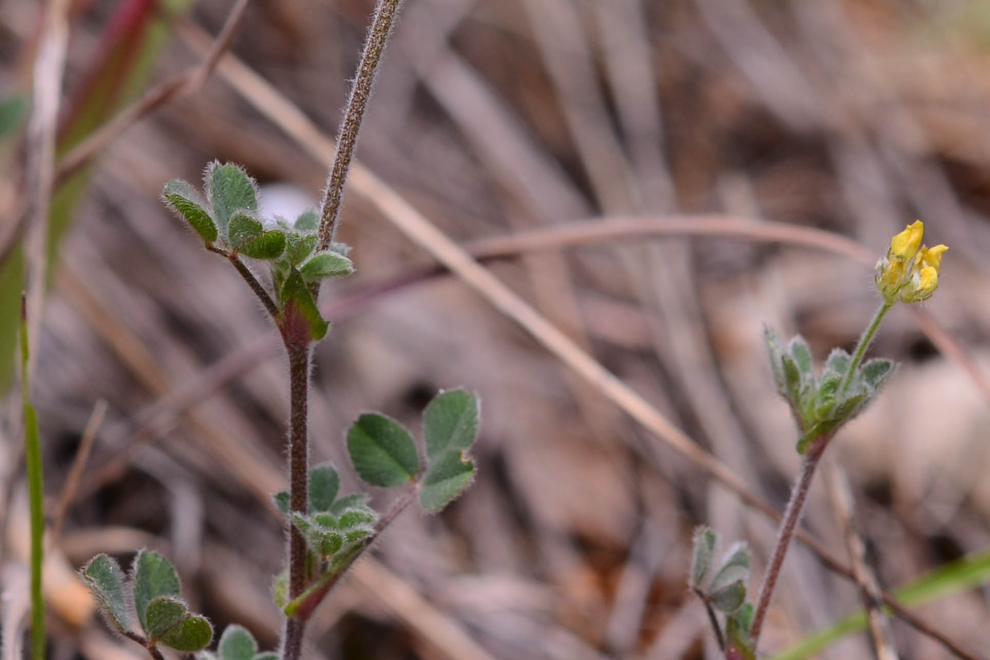 Medicago minima / Erba medica minima