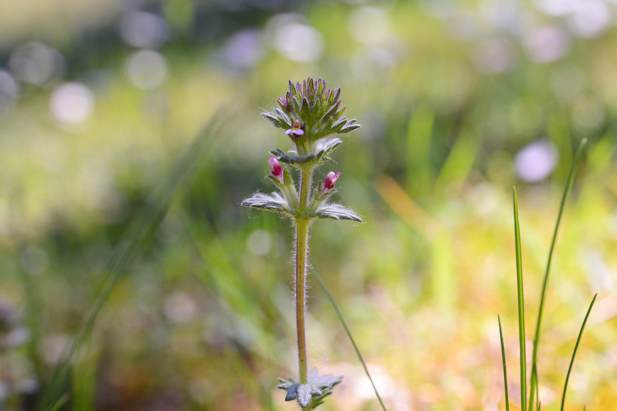 Parentucellia latifolia / Perlina rossiccia