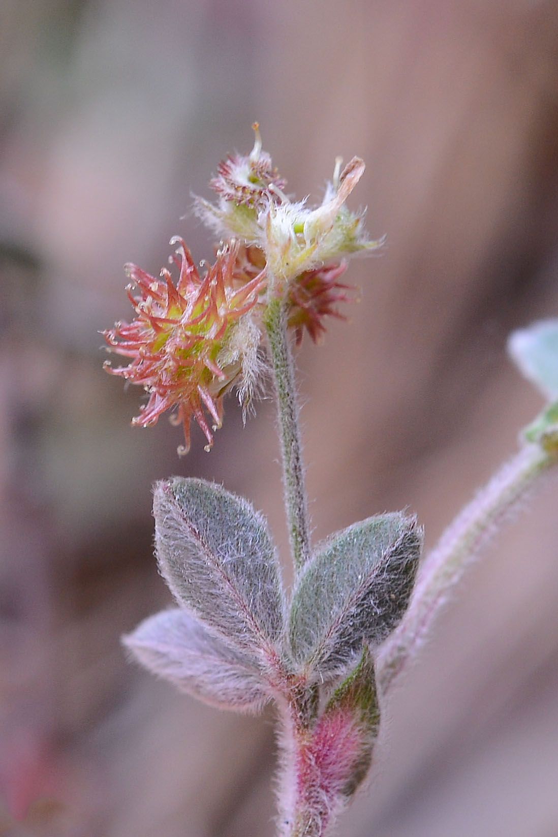 Medicago minima / Erba medica minima