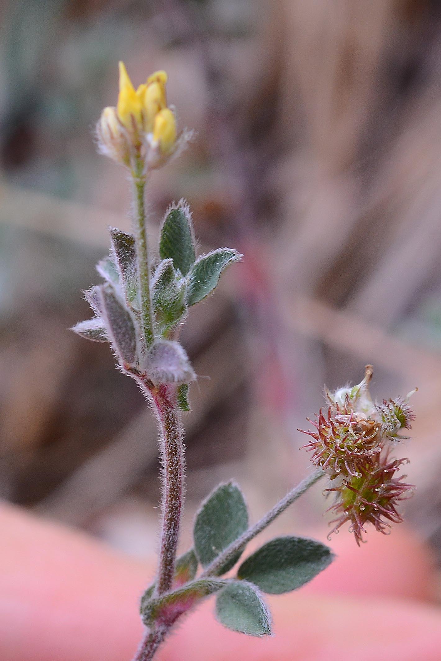 Medicago minima / Erba medica minima