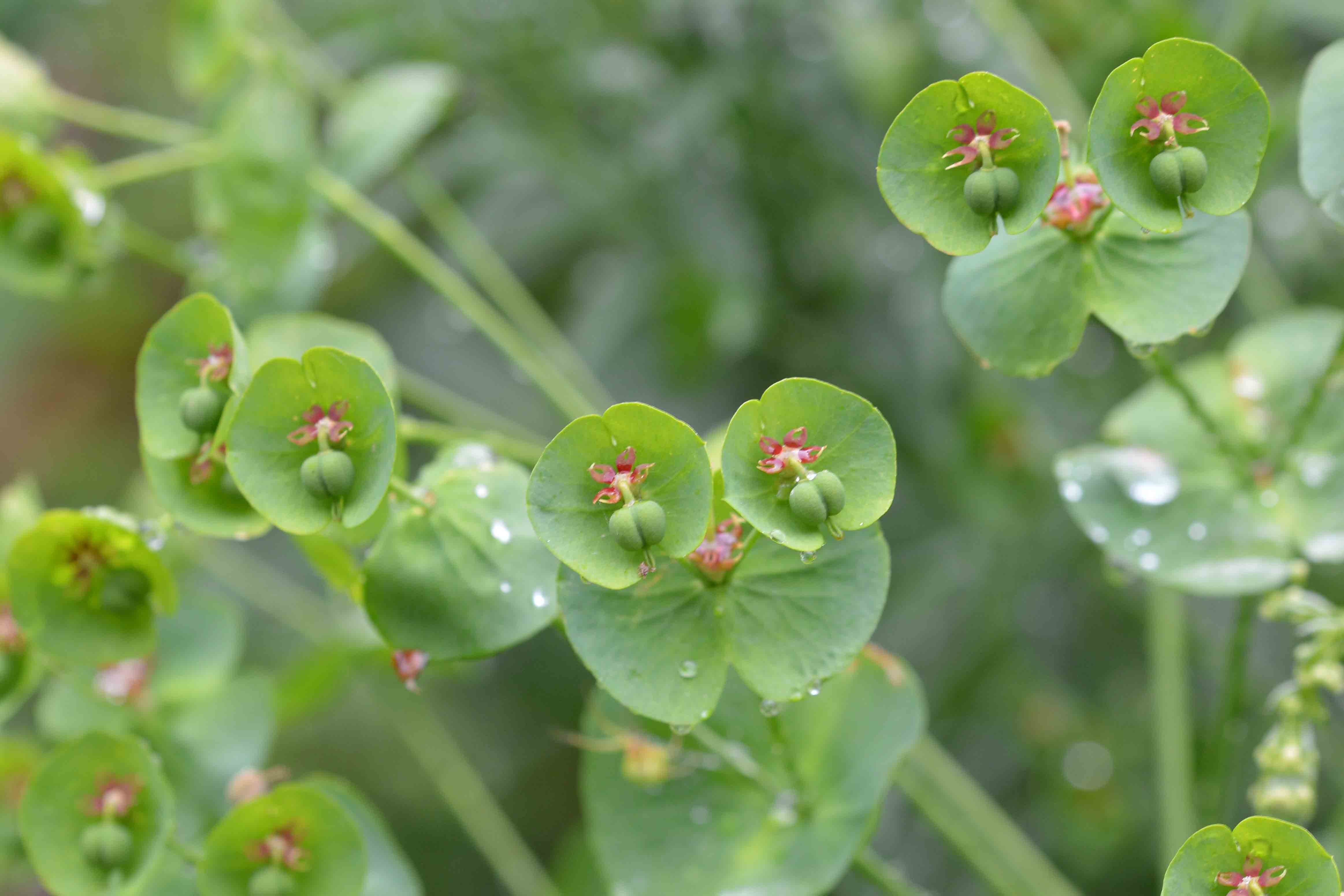 Euphorbia amygdaloides (Euphorbiaceae)