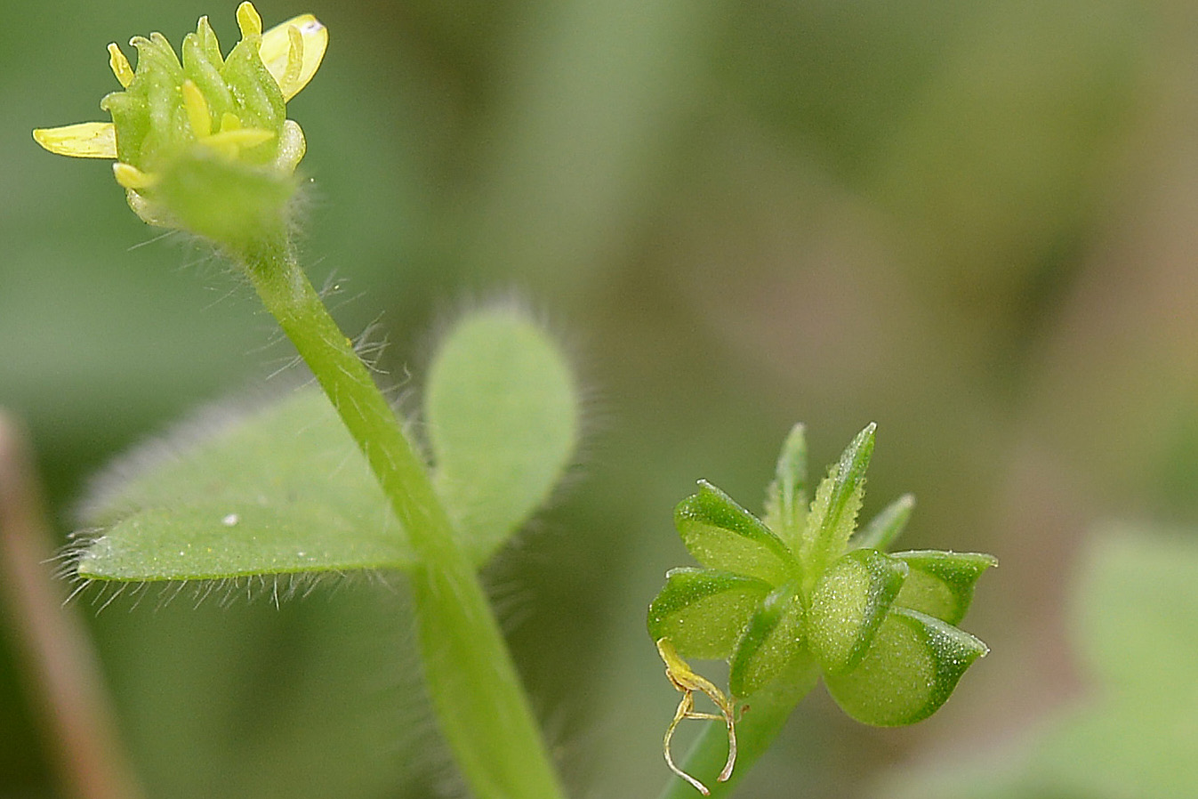 Ranunculus parviflorus / Ranuncolo pargoletto