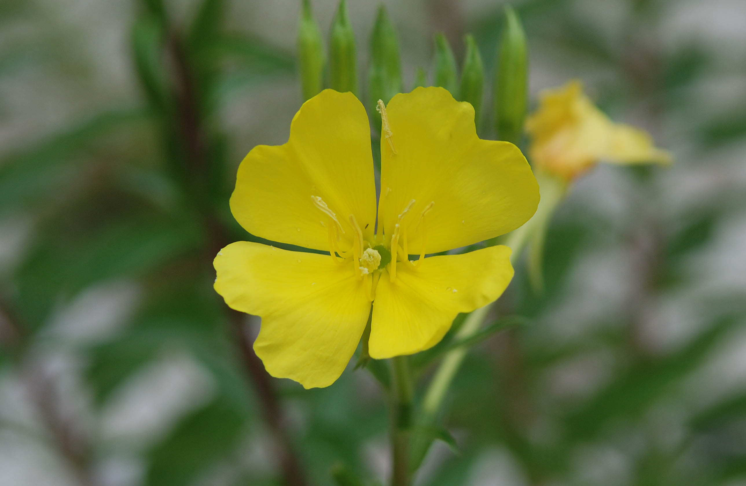 da det - Oenothera sp.