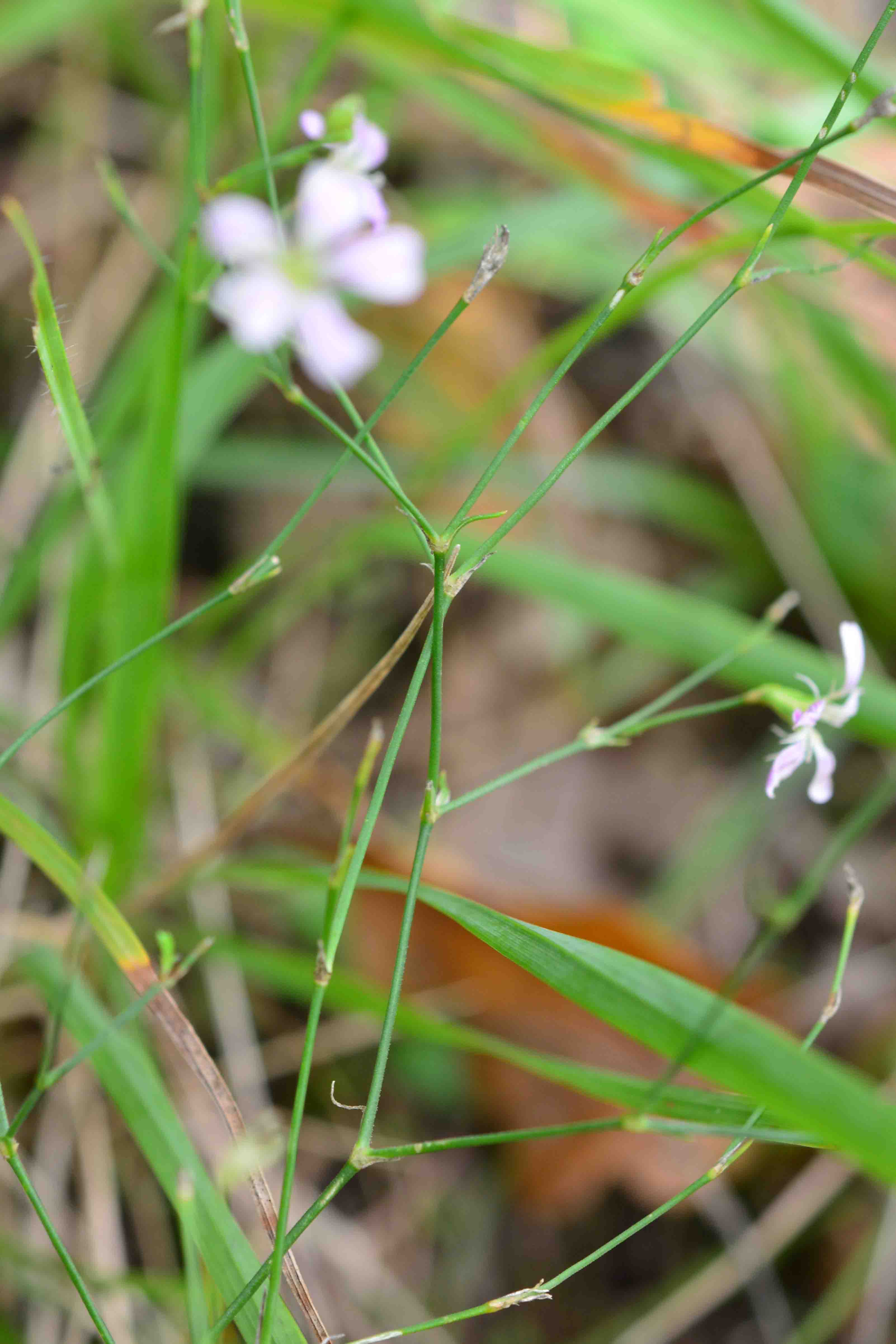 da det - Petrorhagia saxifraga