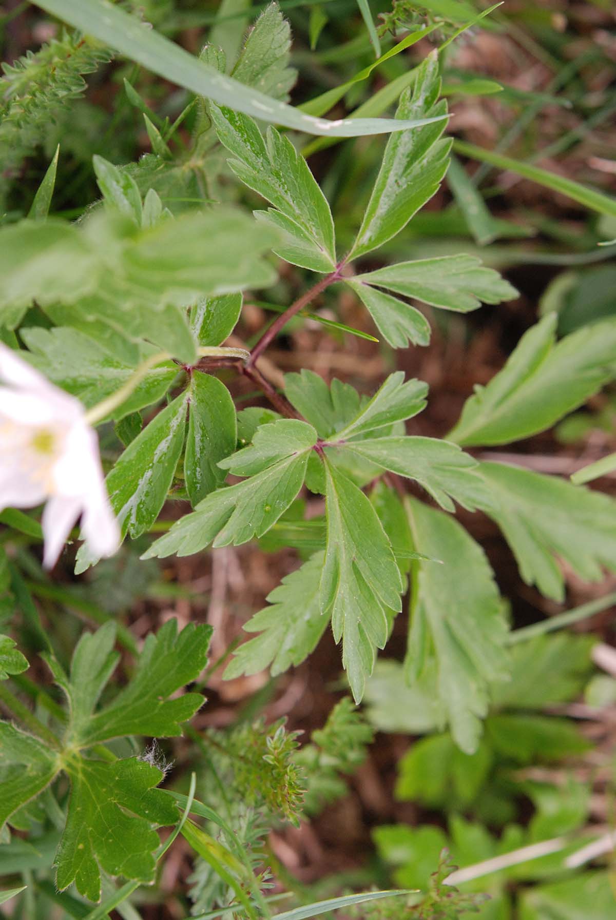 Anemonoides nemorosa