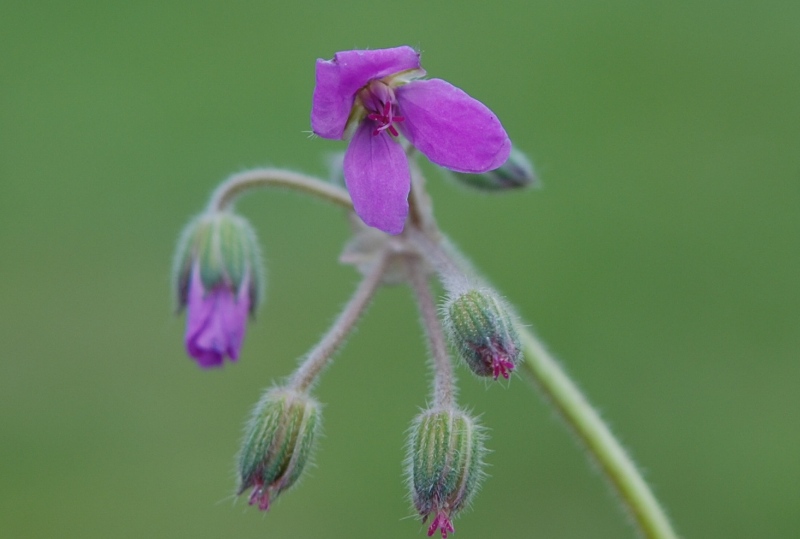 Erodium malacoides