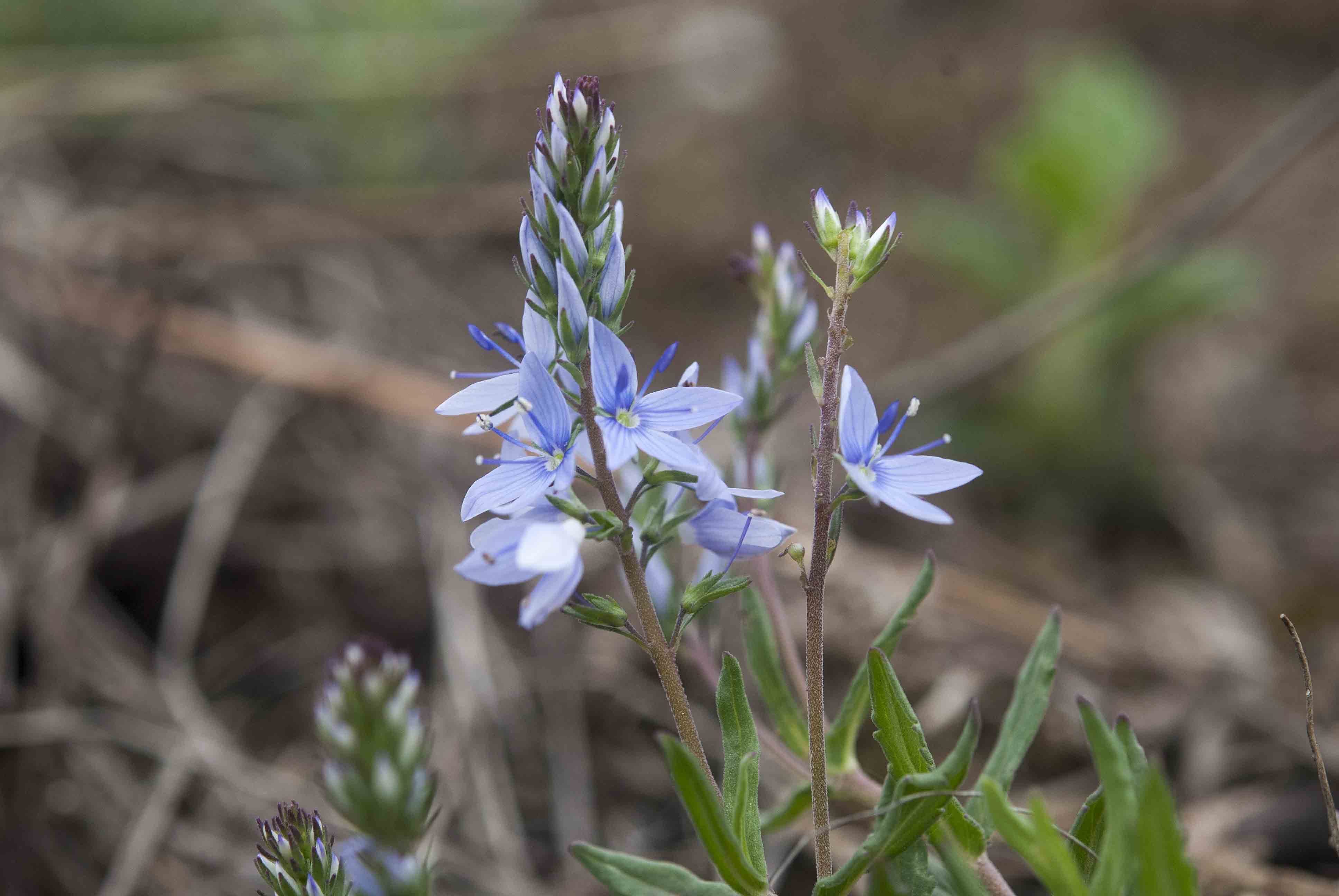 Veronica prostrata