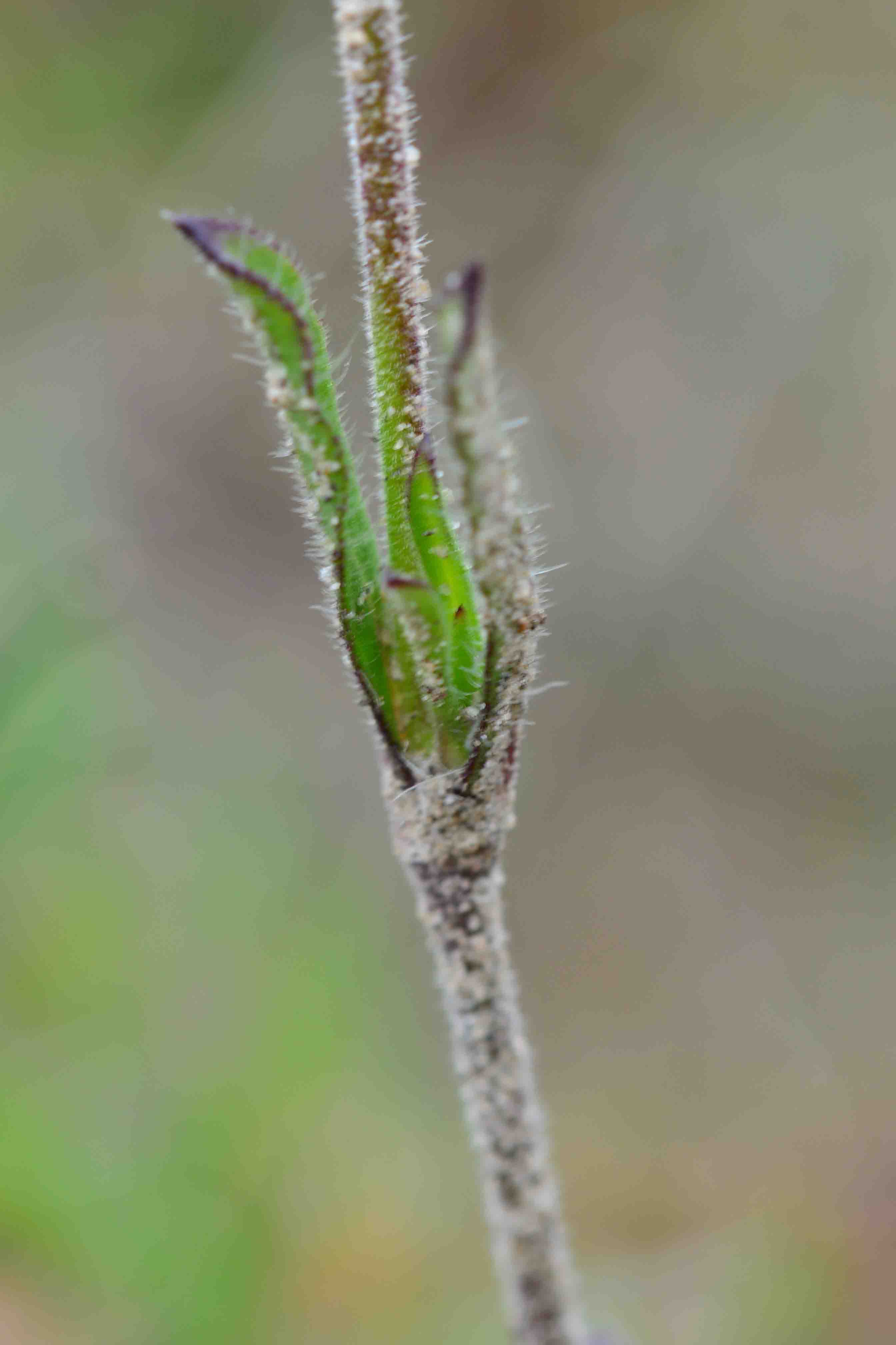 Silene gallica L.