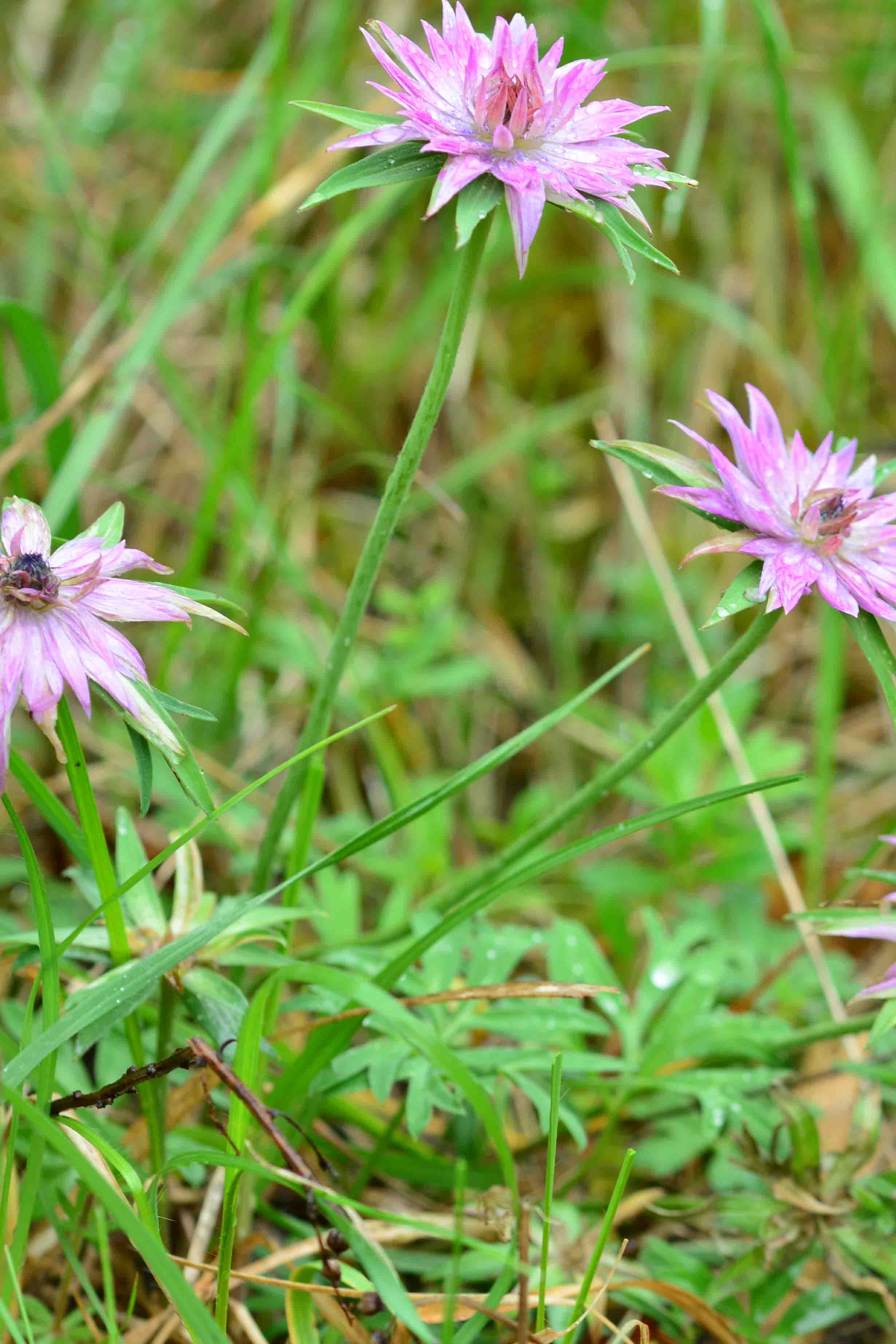 Lusus di Anemone hortensis